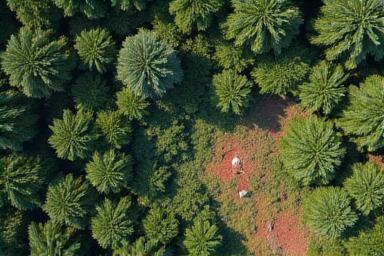 Vue aérienne par drone d'une forêt, mettant en évidence les zones de déforestation.